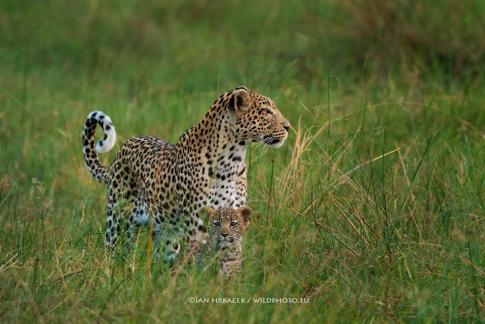 Khwai River, Botswana